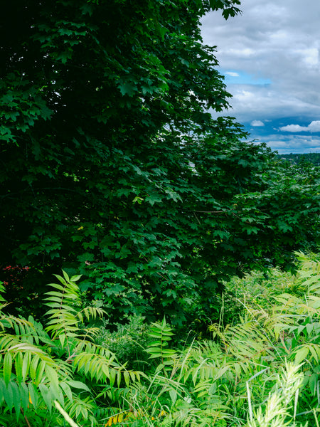 The Post Supply's Guide to Maine