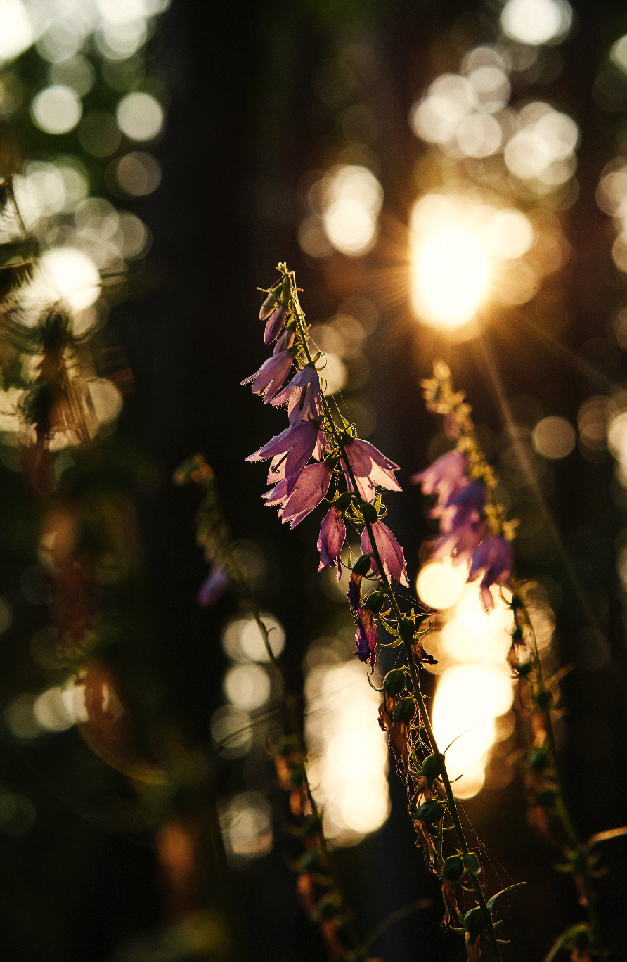Fall Equinox