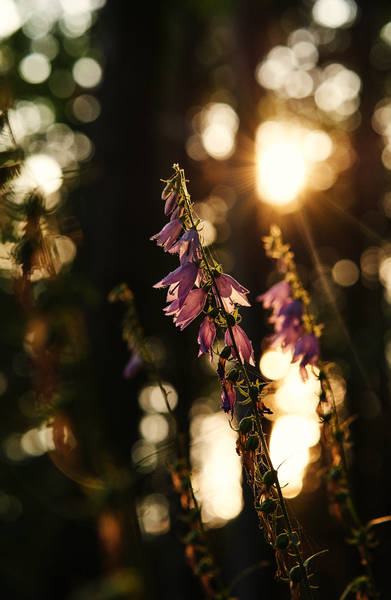 Fall Equinox