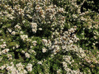 Mānuka Honey Mask