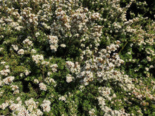Load image into Gallery viewer, Mānuka Honey Mask
