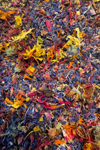 Organic Edible Flower Blend