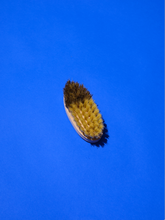 Load image into Gallery viewer, Vegetable Brush
